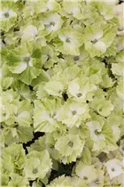 Hydrangea macrophylla 'Magical Noblesse'® - Gartenhortensie 'Magical Noblesse'® Hydrangea macrophylla 'Magical Noblesse'® - Gartenhortensie 'Magical Noblesse'®