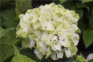 Hydrangea macrophylla 'Magical Noblesse'® - Gartenhortensie 'Magical Noblesse'® Hydrangea macrophylla 'Magical Noblesse'® - Gartenhortensie 'Magical Noblesse'®