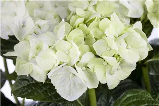 Hydrangea macrophylla 'Magical Noblesse'® - Gartenhortensie 'Magical Noblesse'® Hydrangea macrophylla 'Magical Noblesse'® - Gartenhortensie 'Magical Noblesse'®