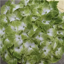 Hydrangea macrophylla 'Magical Noblesse'® - Gartenhortensie 'Magical Noblesse'® Hydrangea macrophylla 'Magical Noblesse'® - Gartenhortensie 'Magical Noblesse'®