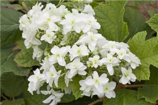 Hydrangea quercifolia 'Hovaria® Quercifolia' - Eichenblättrige Hortensie 'Hovaria® Quercifolia' Hydrangea quercifolia 'Hovaria® Quercifolia' - Eichenblättrige Hortensie 'Hovaria® Quercifolia'