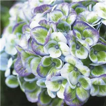 Hydrangea macrophylla 'Magical Revolution'® - Gartenhortensie 'Magical Revolution'® Hydrangea macrophylla 'Magical Revolution'® - Gartenhortensie 'Magical Revolution'®