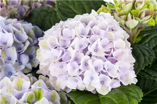 Hydrangea macrophylla 'Magical Revolution'® - Gartenhortensie 'Magical Revolution'® Hydrangea macrophylla 'Magical Revolution'® - Gartenhortensie 'Magical Revolution'®
