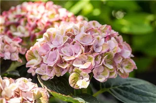 Hydrangea macrophylla 'Magical Revolution'® - Gartenhortensie 'Magical Revolution'® Hydrangea macrophylla 'Magical Revolution'® - Gartenhortensie 'Magical Revolution'®