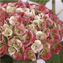 Hydrangea macrophylla 'Magical Revolution'® - Gartenhortensie 'Magical Revolution'® Hydrangea macrophylla 'Magical Revolution'® - Gartenhortensie 'Magical Revolution'®