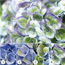 Hydrangea macrophylla 'Magical Revolution'® - Gartenhortensie 'Magical Revolution'® Hydrangea macrophylla 'Magical Revolution'® - Gartenhortensie 'Magical Revolution'®