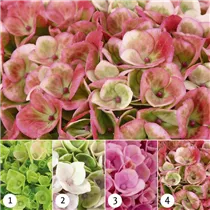 Hydrangea macrophylla 'Magical Revolution'® - Gartenhortensie 'Magical Revolution'® Hydrangea macrophylla 'Magical Revolution'® - Gartenhortensie 'Magical Revolution'®