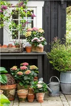 Hydrangea macrophylla 'Magical Revolution'® - Gartenhortensie 'Magical Revolution'® Hydrangea macrophylla 'Magical Revolution'® - Gartenhortensie 'Magical Revolution'®