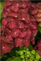 Hydrangea macrophylla 'Magical Ruby Tuesday'® - Bauern-Hortensie