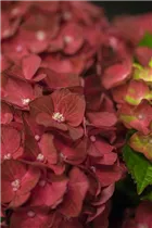 Hydrangea macrophylla 'Magical Ruby Tuesday'® - Bauern-Hortensie