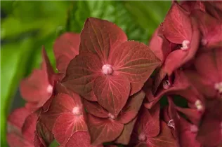 Hydrangea macrophylla 'Magical Ruby Tuesday'® - Bauern-Hortensie