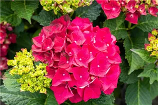 Hydrangea macrophylla 'Magical Ruby Tuesday'® - Bauern-Hortensie
