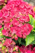 Hydrangea macrophylla 'Magical Ruby Tuesday'® - Bauern-Hortensie