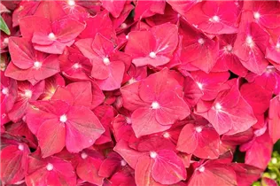 Hydrangea macrophylla 'Magical Ruby Tuesday'® - Bauern-Hortensie
