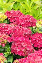 Hydrangea macrophylla 'Magical Ruby Tuesday'® - Bauern-Hortensie