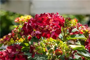 Hydrangea macrophylla 'Magical Ruby Tuesday'® - Bauern-Hortensie