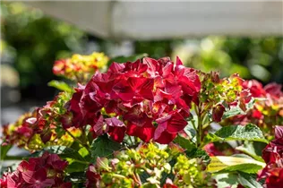 Hydrangea macrophylla 'Magical Ruby Tuesday'® - Bauern-Hortensie