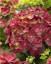 Hydrangea macrophylla 'Magical Ruby Tuesday'® - Bauern-Hortensie