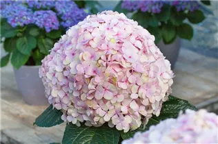 Hydrangea macrophylla 'Avantgarde' - Hortensie 'Avantgarde'
