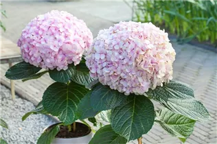 Hydrangea macrophylla 'Avantgarde' - Hortensie 'Avantgarde'