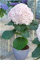 Hydrangea macrophylla 'Avantgarde' - Hortensie 'Avantgarde'