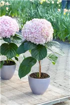 Hydrangea macrophylla 'Avantgarde' - Hortensie 'Avantgarde'