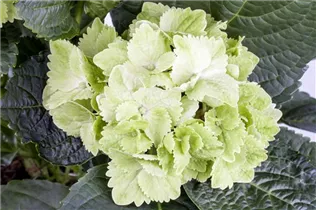 Hydrangea macrophylla 'Magical® Wings' - Gartenhortensie 'Magical Wings'® Hydrangea macrophylla 'Magical® Wings' - Gartenhortensie 'Magical Wings'®
