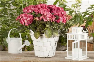 Hydrangea macrophylla 'Baroque Angel'® - Ballhortensie