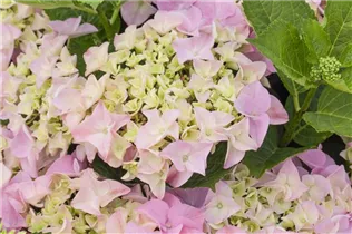 Hydrangea macrophylla 'Mirage' - Bauernhortensie 'Mirage'