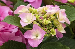 Hydrangea macrophylla 'Mirage' - Bauernhortensie 'Mirage'