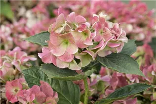 Hydrangea macrophylla 'Mirage' - Bauernhortensie 'Mirage'