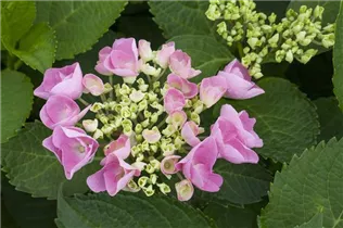 Hydrangea macrophylla 'Mirage' - Bauernhortensie 'Mirage'