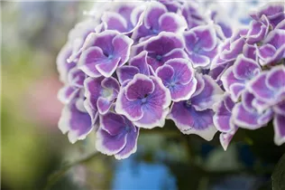 Hydrangea macrophylla 'Bavaria'® - Gartenhortensie 'Bavaria'®