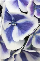 Hydrangea macrophylla 'Bavaria'® - Gartenhortensie 'Bavaria'®