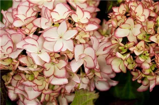 Hydrangea macrophylla 'Mirai'® - Bauernhortensie Hovaria 'Mirai'®