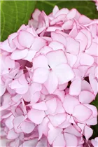 Hydrangea macrophylla 'Mirai'® - Bauernhortensie Hovaria 'Mirai'®