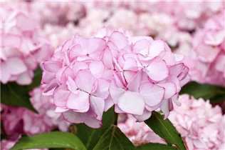 Hydrangea macrophylla 'Mirai'® - Bauernhortensie Hovaria 'Mirai'®