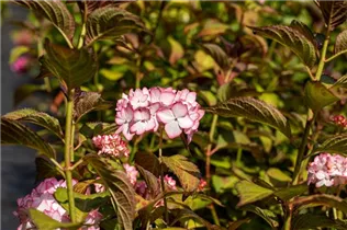 Hydrangea macrophylla 'Mirai'® - Bauernhortensie Hovaria 'Mirai'®
