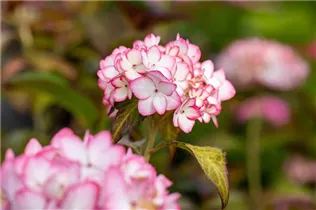 Hydrangea macrophylla 'Mirai'® - Bauernhortensie Hovaria 'Mirai'®