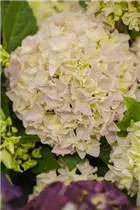 Hydrangea macrophylla 'Music Collection'® - Bauernhortensie 'Music Collection'® Hydrangea macrophylla 'Music Collection'® - Bauernhortensie 'Music Collection'®