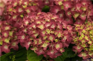 Hydrangea macrophylla 'Music Collection'® - Bauernhortensie 'Music Collection'® Hydrangea macrophylla 'Music Collection'® - Bauernhortensie 'Music Collection'®