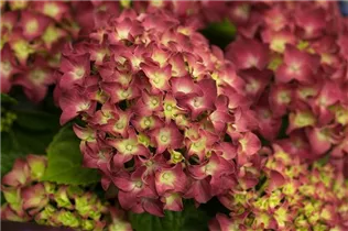Hydrangea macrophylla 'Music Collection'® - Bauernhortensie 'Music Collection'® Hydrangea macrophylla 'Music Collection'® - Bauernhortensie 'Music Collection'®