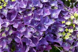 Hydrangea macrophylla 'Music Collection'® - Bauernhortensie 'Music Collection'® Hydrangea macrophylla 'Music Collection'® - Bauernhortensie 'Music Collection'®
