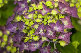 Hydrangea macrophylla 'Music Collection'® - Bauernhortensie 'Music Collection'® Hydrangea macrophylla 'Music Collection'® - Bauernhortensie 'Music Collection'®