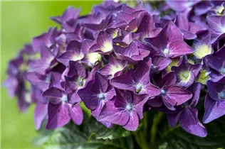Hydrangea macrophylla 'Music Collection'® - Bauernhortensie 'Music Collection'® Hydrangea macrophylla 'Music Collection'® - Bauernhortensie 'Music Collection'®