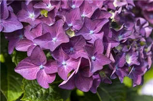 Hydrangea macrophylla 'Music Collection'® - Bauernhortensie 'Music Collection'® Hydrangea macrophylla 'Music Collection'® - Bauernhortensie 'Music Collection'®