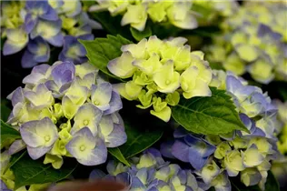 Hydrangea macrophylla 'Music Collection'® - Bauernhortensie 'Music Collection'® Hydrangea macrophylla 'Music Collection'® - Bauernhortensie 'Music Collection'®
