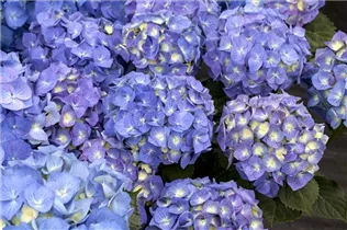 Hydrangea macrophylla 'Bela'(s) - Bauernhortensie 'Bela'(s)