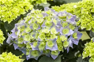 Hydrangea macrophylla 'Bela'(s) - Bauernhortensie 'Bela'(s)