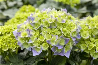 Hydrangea macrophylla 'Bela'(s) - Bauernhortensie 'Bela'(s)